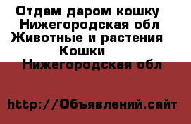 Отдам даром кошку - Нижегородская обл. Животные и растения » Кошки   . Нижегородская обл.